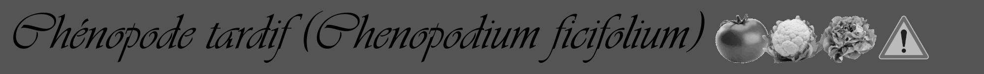 Étiquette de : Chenopodium ficifolium - format a - style noire30viv avec comestibilité simplifiée