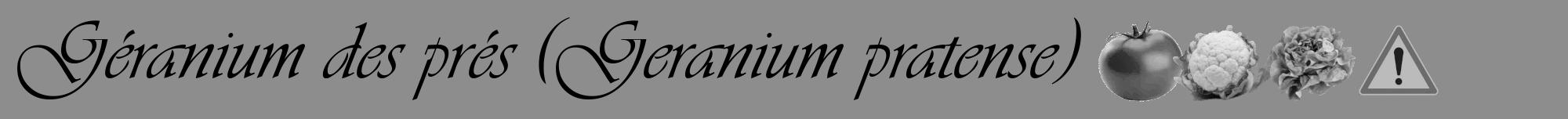 Étiquette de : Geranium pratense - format a - style noire2viv avec comestibilité simplifiée