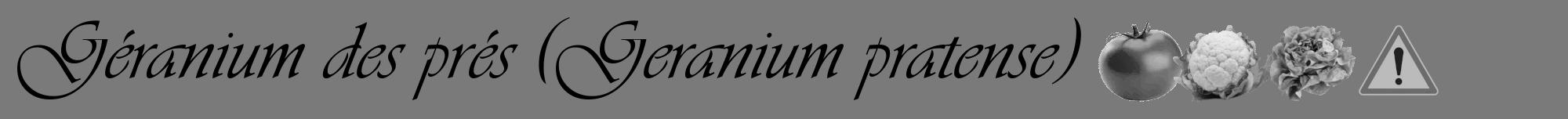 Étiquette de : Geranium pratense - format a - style noire3viv avec comestibilité simplifiée