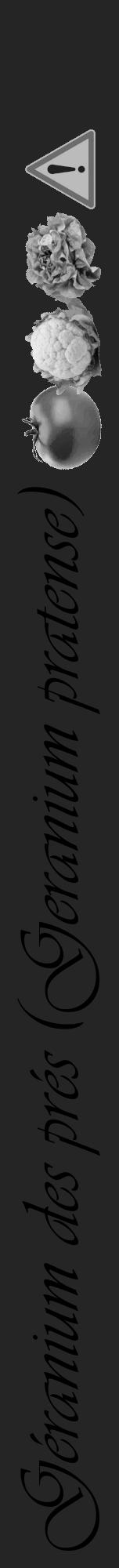 Étiquette de : Geranium pratense - format a - style noire47viv avec comestibilité simplifiée - position verticale