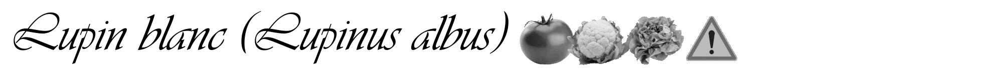 Étiquette de : Lupinus albus - format a - style noire60viv avec comestibilité simplifiée