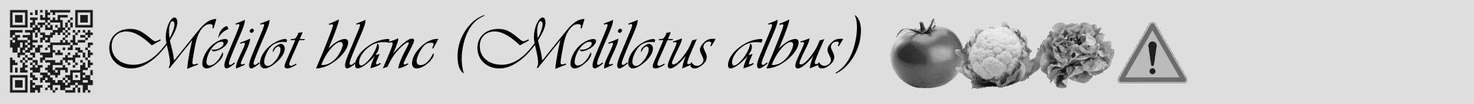 Étiquette de : Melilotus albus - format a - style noire20viv avec qrcode et comestibilité simplifiée