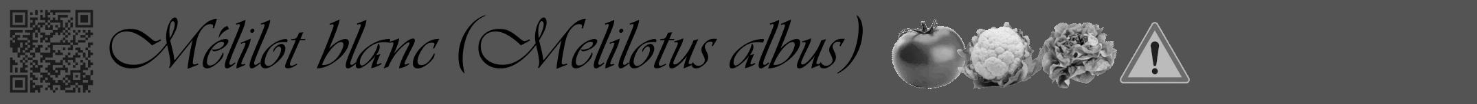 Étiquette de : Melilotus albus - format a - style noire30viv avec qrcode et comestibilité simplifiée