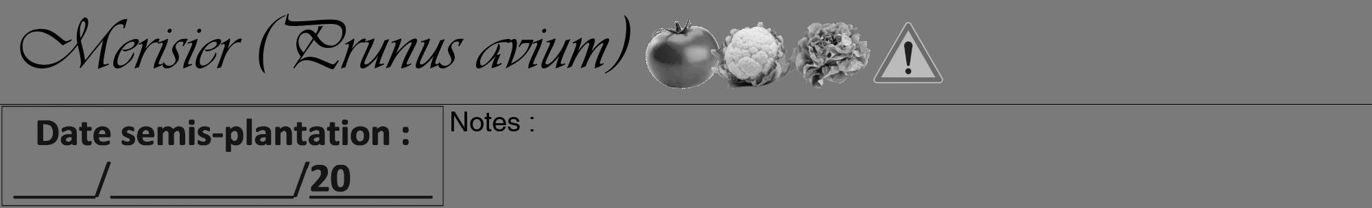 Étiquette de : Prunus avium - format a - style noire3viv avec comestibilité simplifiée