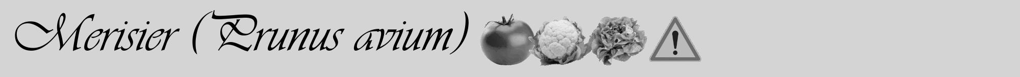 Étiquette de : Prunus avium - format a - style noire40viv avec comestibilité simplifiée