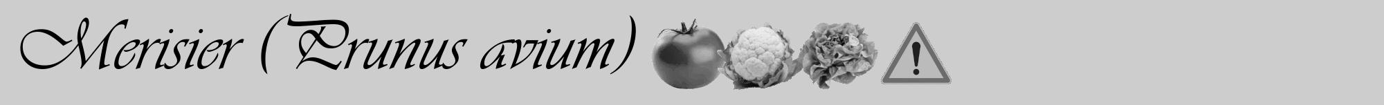 Étiquette de : Prunus avium - format a - style noire41viv avec comestibilité simplifiée