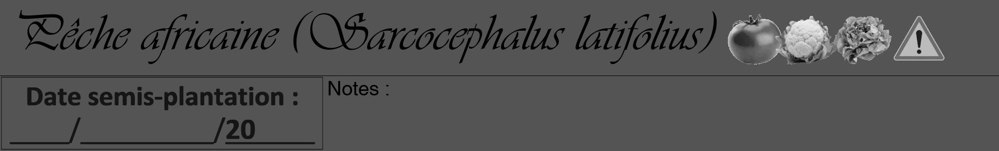 Étiquette de : Sarcocephalus latifolius - format a - style noire36viv avec comestibilité simplifiée