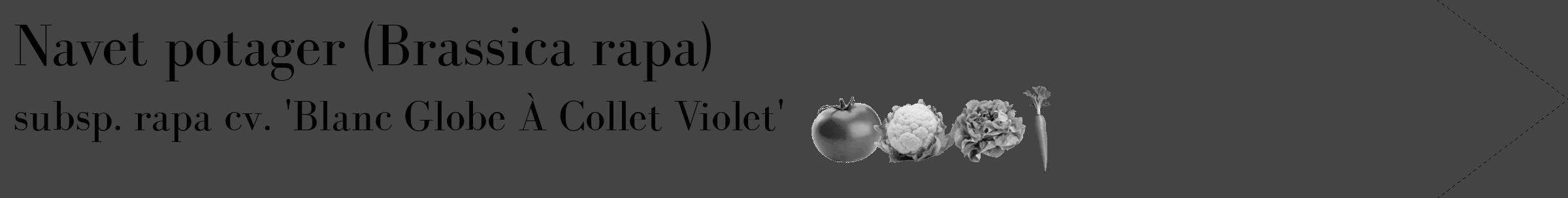 Étiquette de : Brassica rapa subsp. rapa cv. 'Blanc Globe À Collet Violet' - format c - style noire48_simple_simplebod avec comestibilité simplifiée