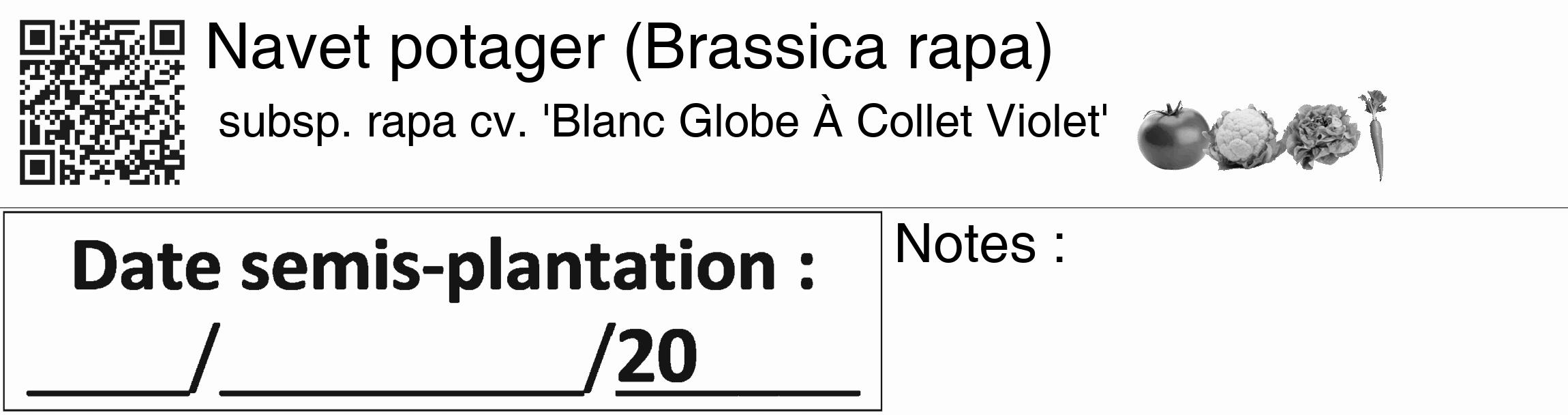 Étiquette de : Brassica rapa subsp. rapa cv. 'Blanc Globe À Collet Violet' - format c - style noire19basique_basique_basiquehel avec qrcode et comestibilité simplifiée