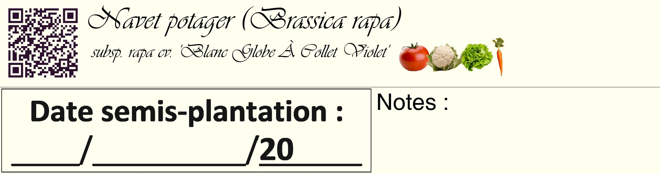 Étiquette de : Brassica rapa subsp. rapa cv. 'Blanc Globe À Collet Violet' - format c - style noire19basique_basique_basiqueviv avec qrcode et comestibilité simplifiée
