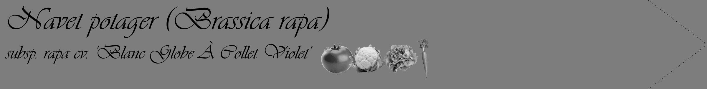 Étiquette de : Brassica rapa subsp. rapa cv. 'Blanc Globe À Collet Violet' - format c - style noire35_simple_simpleviv avec comestibilité simplifiée