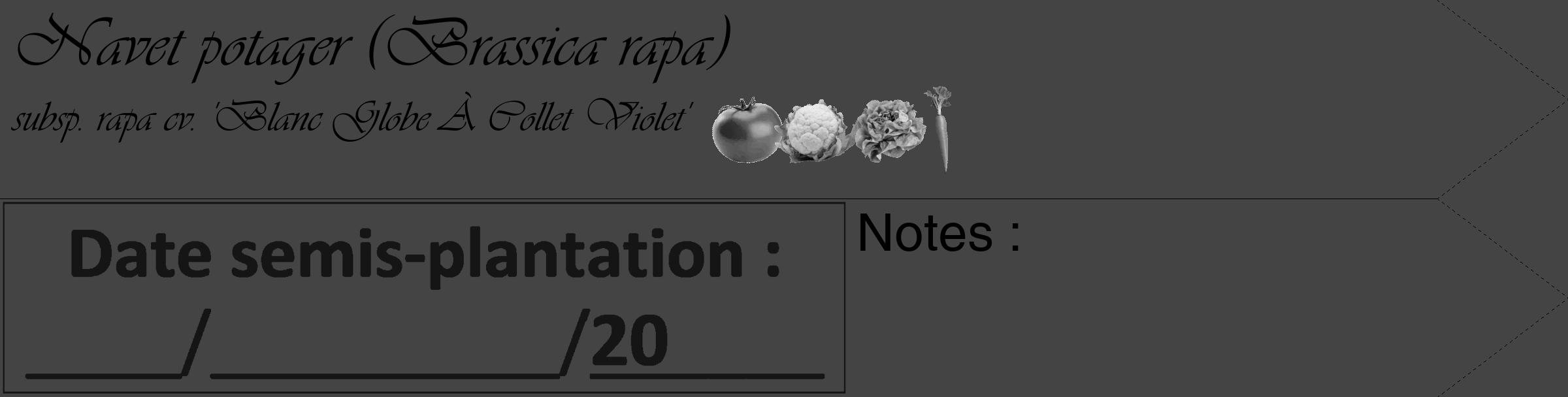 Étiquette de : Brassica rapa subsp. rapa cv. 'Blanc Globe À Collet Violet' - format c - style noire48_simple_simpleviv avec comestibilité simplifiée