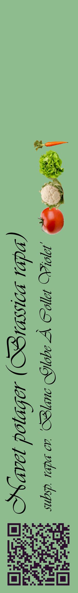 Étiquette de : Brassica rapa subsp. rapa cv. 'Blanc Globe À Collet Violet' - format c - style noire13_basiqueviv avec qrcode et comestibilité simplifiée