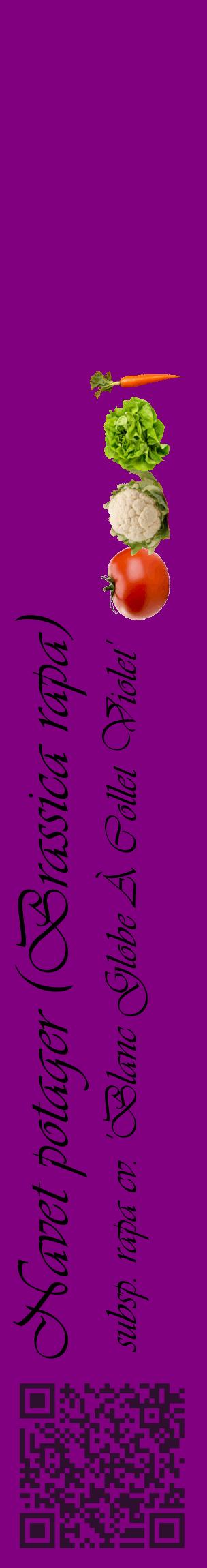 Étiquette de : Brassica rapa subsp. rapa cv. 'Blanc Globe À Collet Violet' - format c - style noire46_basiqueviv avec qrcode et comestibilité simplifiée