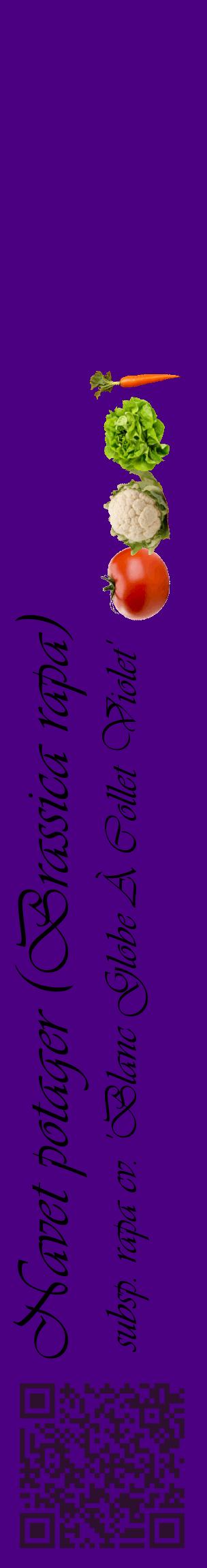 Étiquette de : Brassica rapa subsp. rapa cv. 'Blanc Globe À Collet Violet' - format c - style noire47_basiqueviv avec qrcode et comestibilité simplifiée