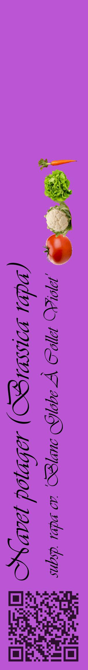 Étiquette de : Brassica rapa subsp. rapa cv. 'Blanc Globe À Collet Violet' - format c - style noire50_basiqueviv avec qrcode et comestibilité simplifiée