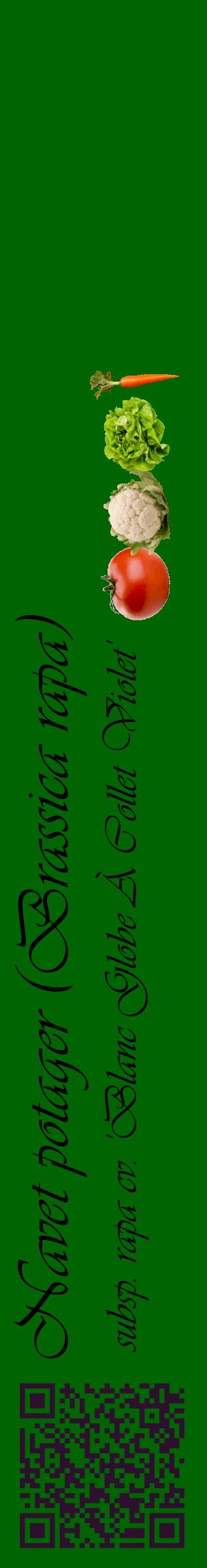 Étiquette de : Brassica rapa subsp. rapa cv. 'Blanc Globe À Collet Violet' - format c - style noire8_basiqueviv avec qrcode et comestibilité simplifiée