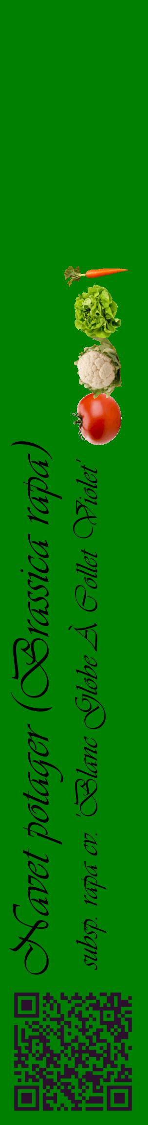 Étiquette de : Brassica rapa subsp. rapa cv. 'Blanc Globe À Collet Violet' - format c - style noire9_basiqueviv avec qrcode et comestibilité simplifiée