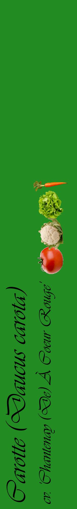 Étiquette de : Daucus carota cv. 'Chantenay (De) À Coeur Rouge' - format c - style noire10_basiqueviv avec comestibilité simplifiée