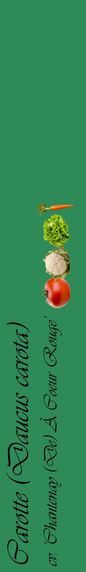 Étiquette de : Daucus carota cv. 'Chantenay (De) À Coeur Rouge' - format c - style noire11_basiqueviv avec comestibilité simplifiée