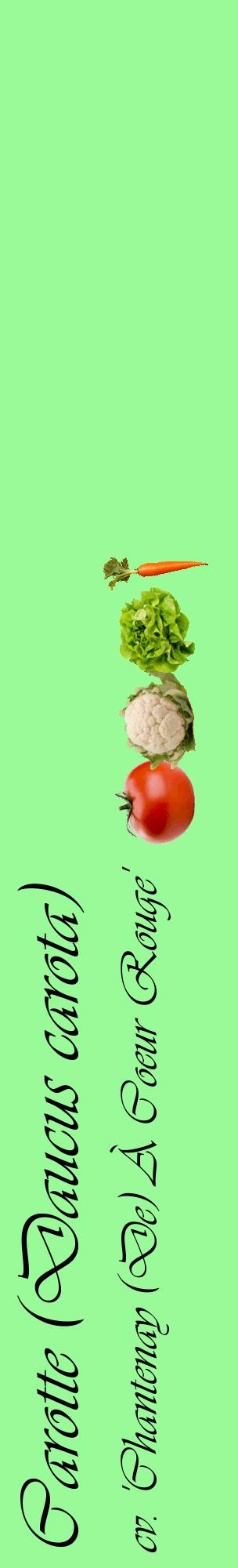 Étiquette de : Daucus carota cv. 'Chantenay (De) À Coeur Rouge' - format c - style noire14_basiqueviv avec comestibilité simplifiée