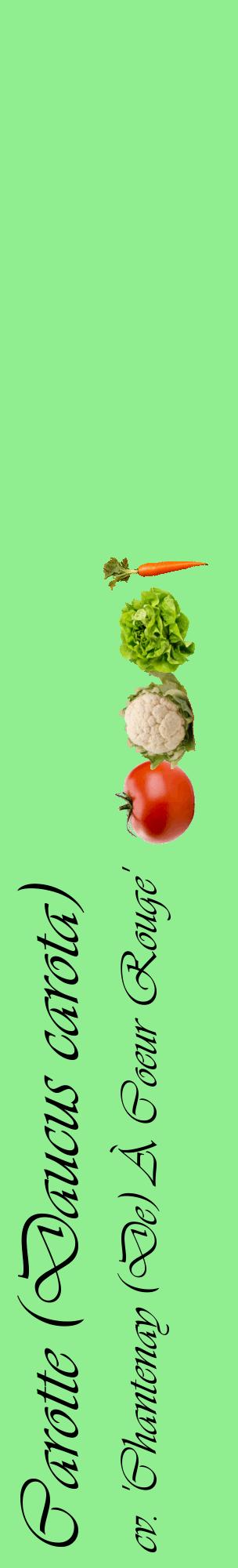 Étiquette de : Daucus carota cv. 'Chantenay (De) À Coeur Rouge' - format c - style noire15_basiqueviv avec comestibilité simplifiée