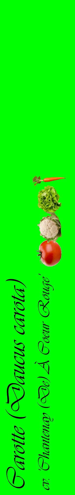 Étiquette de : Daucus carota cv. 'Chantenay (De) À Coeur Rouge' - format c - style noire16_basiqueviv avec comestibilité simplifiée