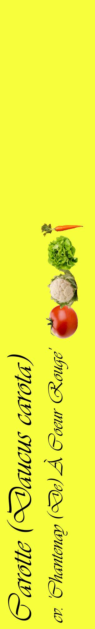 Étiquette de : Daucus carota cv. 'Chantenay (De) À Coeur Rouge' - format c - style noire18_basiqueviv avec comestibilité simplifiée
