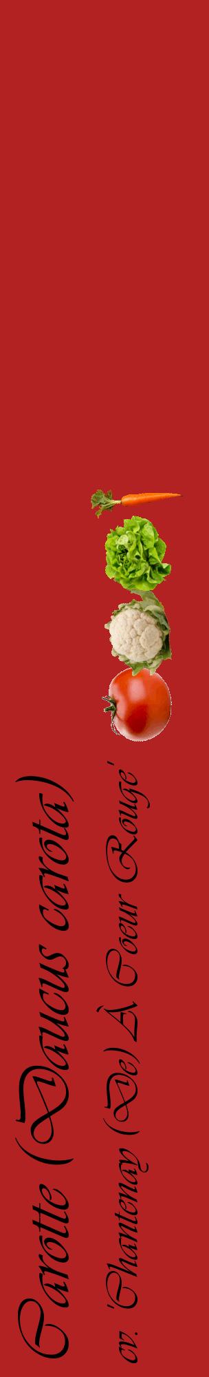 Étiquette de : Daucus carota cv. 'Chantenay (De) À Coeur Rouge' - format c - style noire28_basiqueviv avec comestibilité simplifiée