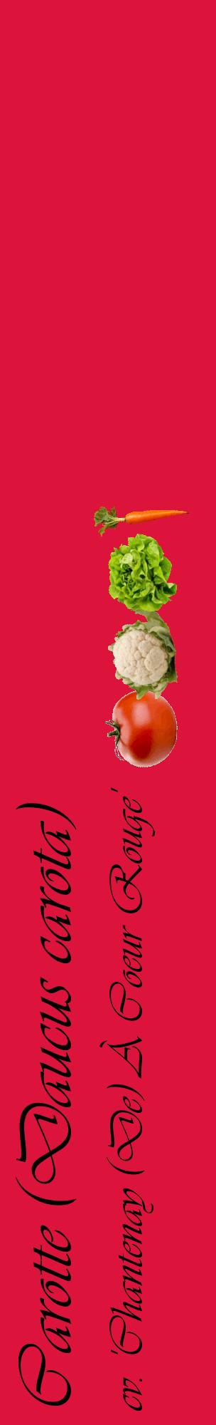 Étiquette de : Daucus carota cv. 'Chantenay (De) À Coeur Rouge' - format c - style noire36_basiqueviv avec comestibilité simplifiée