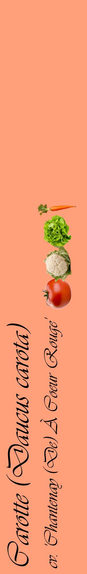 Étiquette de : Daucus carota cv. 'Chantenay (De) À Coeur Rouge' - format c - style noire39_basiqueviv avec comestibilité simplifiée