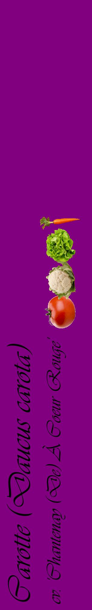 Étiquette de : Daucus carota cv. 'Chantenay (De) À Coeur Rouge' - format c - style noire46_basiqueviv avec comestibilité simplifiée