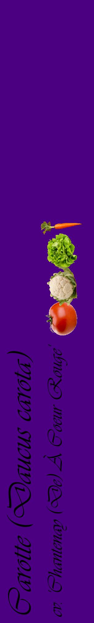 Étiquette de : Daucus carota cv. 'Chantenay (De) À Coeur Rouge' - format c - style noire47_basiqueviv avec comestibilité simplifiée