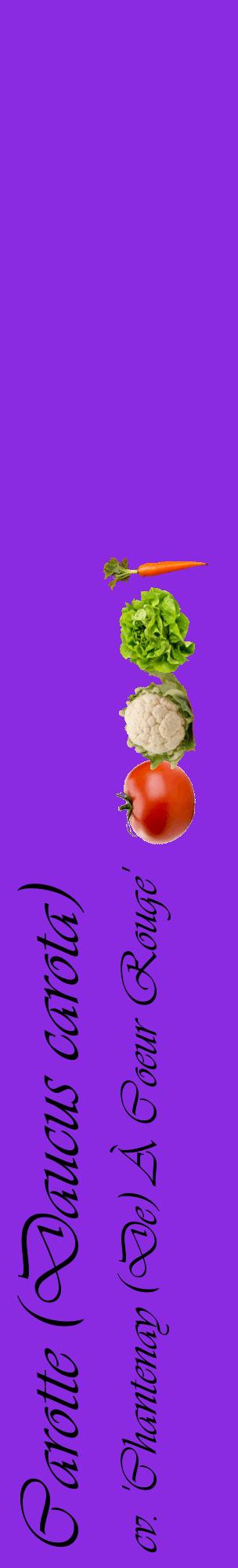 Étiquette de : Daucus carota cv. 'Chantenay (De) À Coeur Rouge' - format c - style noire49_basiqueviv avec comestibilité simplifiée
