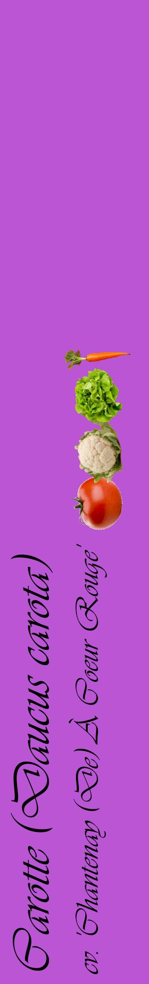 Étiquette de : Daucus carota cv. 'Chantenay (De) À Coeur Rouge' - format c - style noire50_basiqueviv avec comestibilité simplifiée
