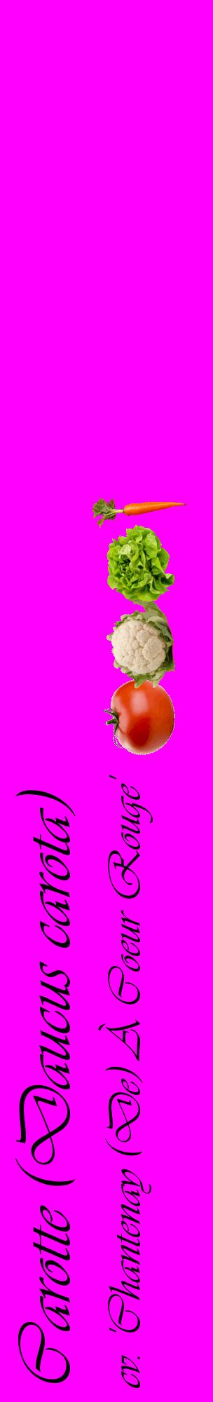 Étiquette de : Daucus carota cv. 'Chantenay (De) À Coeur Rouge' - format c - style noire51_basiqueviv avec comestibilité simplifiée