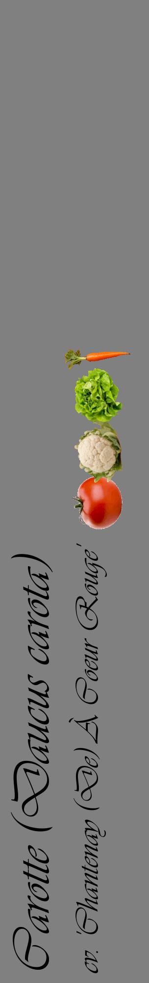 Étiquette de : Daucus carota cv. 'Chantenay (De) À Coeur Rouge' - format c - style noire57_basiqueviv avec comestibilité simplifiée