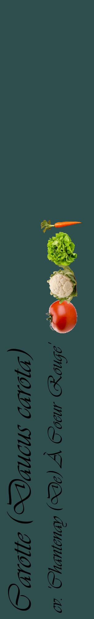 Étiquette de : Daucus carota cv. 'Chantenay (De) À Coeur Rouge' - format c - style noire58_basiqueviv avec comestibilité simplifiée