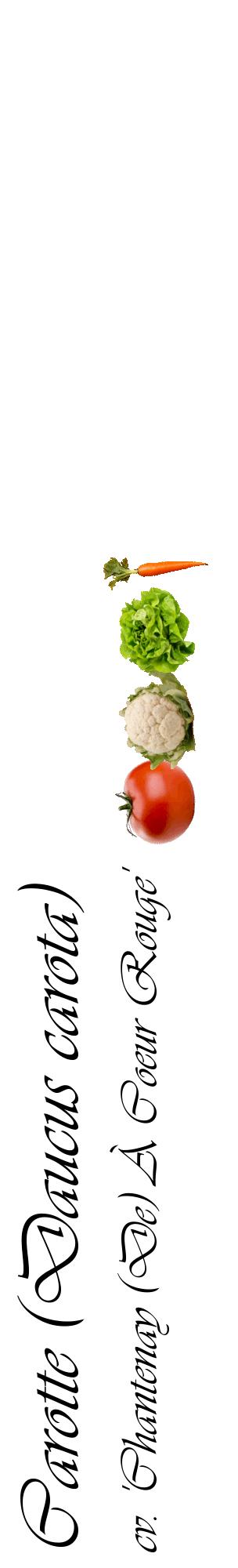 Étiquette de : Daucus carota cv. 'Chantenay (De) À Coeur Rouge' - format c - style noire60_basiqueviv avec comestibilité simplifiée