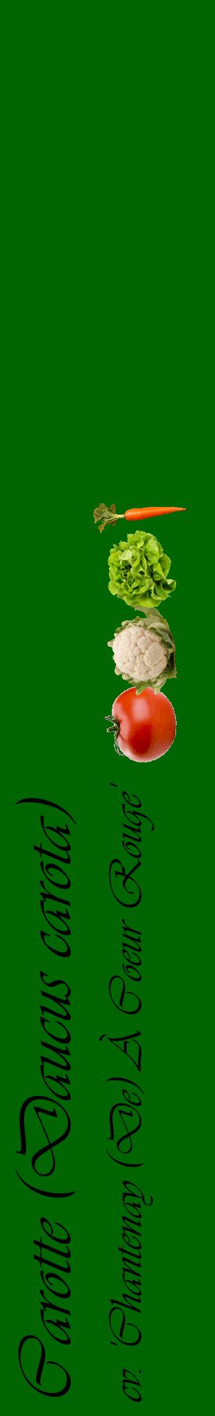 Étiquette de : Daucus carota cv. 'Chantenay (De) À Coeur Rouge' - format c - style noire8_basiqueviv avec comestibilité simplifiée