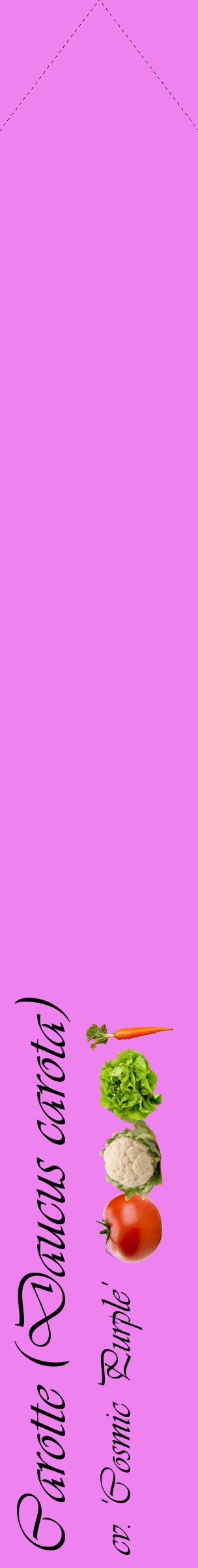 Étiquette de : Daucus carota cv. 'Cosmic Purple' - format c - style noire53_simpleviv avec comestibilité simplifiée