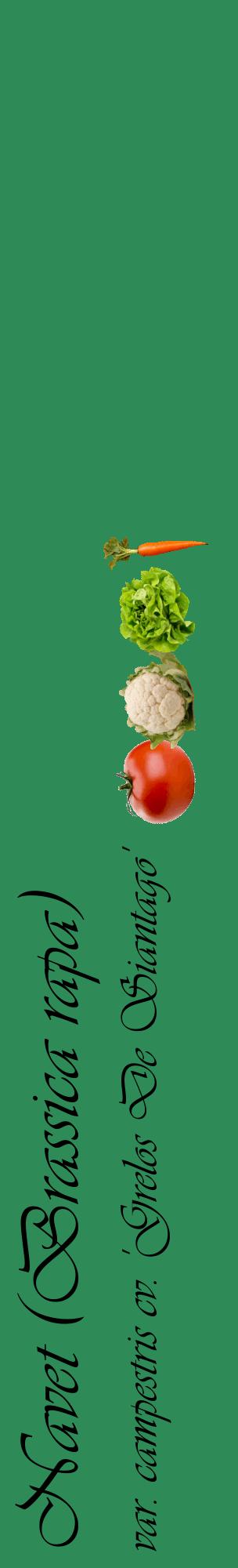 Étiquette de : Brassica rapa var. campestris cv. 'Grelos De Siantago' - format c - style noire11_basiqueviv avec comestibilité simplifiée