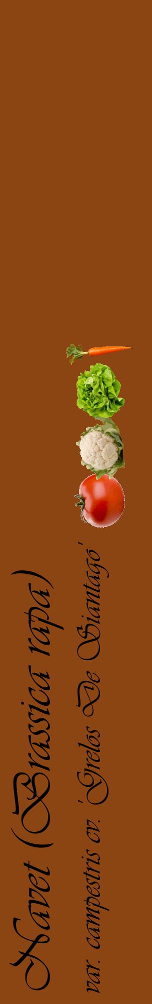 Étiquette de : Brassica rapa var. campestris cv. 'Grelos De Siantago' - format c - style noire30_basiqueviv avec comestibilité simplifiée