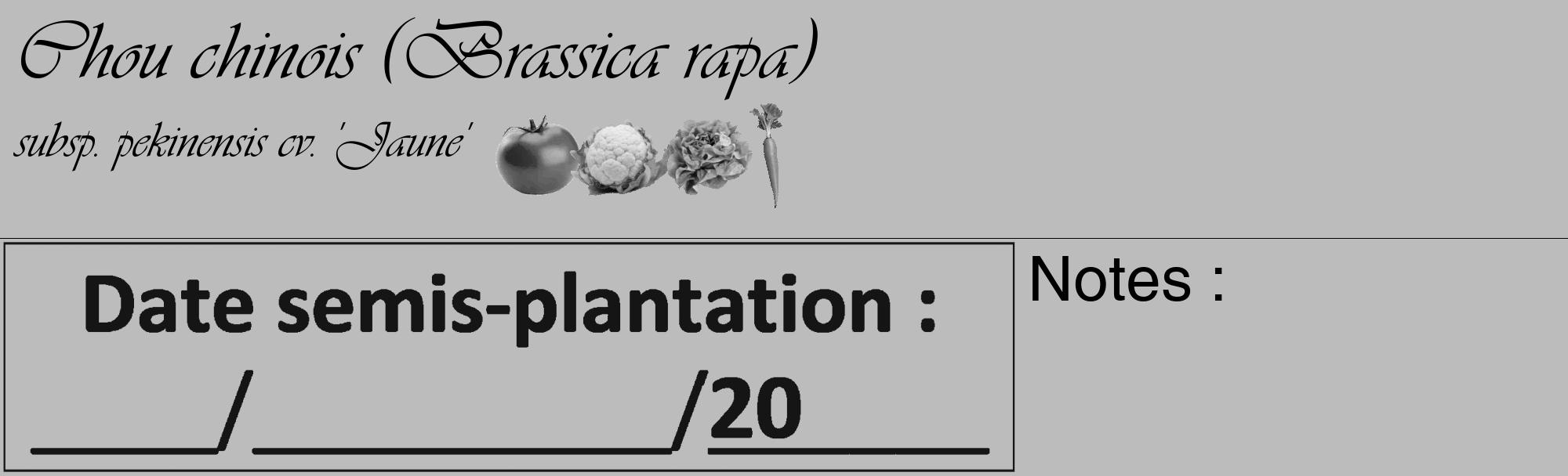 Étiquette de : Brassica rapa subsp. pekinensis cv. 'Jaune' - format c - style noire1_basique_basiqueviv avec comestibilité simplifiée