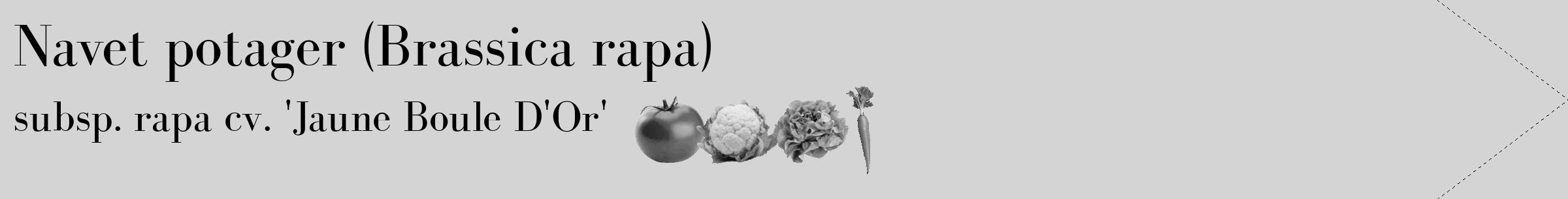 Étiquette de : Brassica rapa subsp. rapa cv. 'Jaune Boule D'Or' - format c - style noire40_simple_simplebod avec comestibilité simplifiée