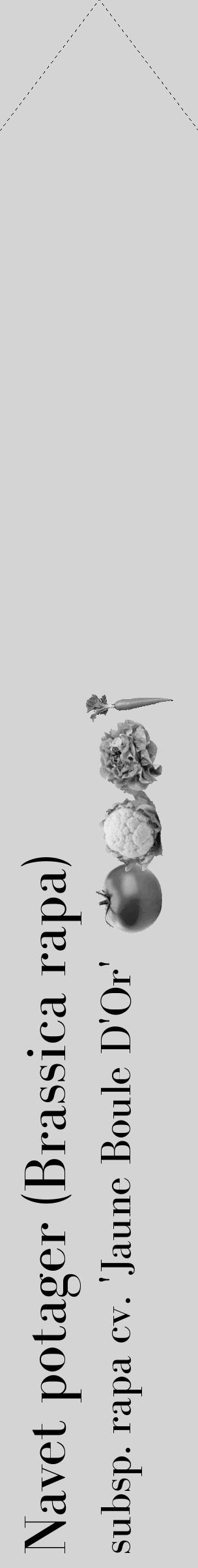 Étiquette de : Brassica rapa subsp. rapa cv. 'Jaune Boule D'Or' - format c - style noire40_simple_simplebod avec comestibilité simplifiée - position verticale