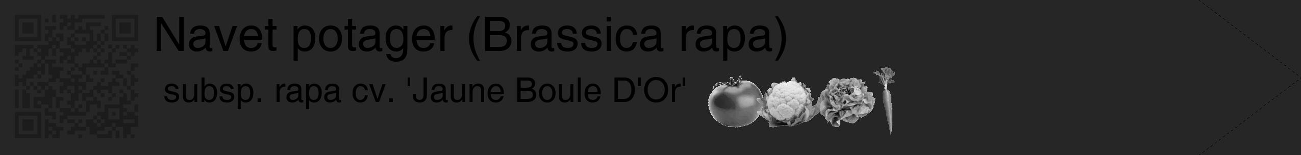 Étiquette de : Brassica rapa subsp. rapa cv. 'Jaune Boule D'Or' - format c - style noire29_simple_simplehel avec qrcode et comestibilité simplifiée