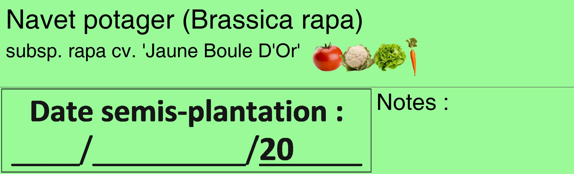 Étiquette de : Brassica rapa subsp. rapa cv. 'Jaune Boule D'Or' - format c - style noire14_basique_basiquehel avec comestibilité simplifiée