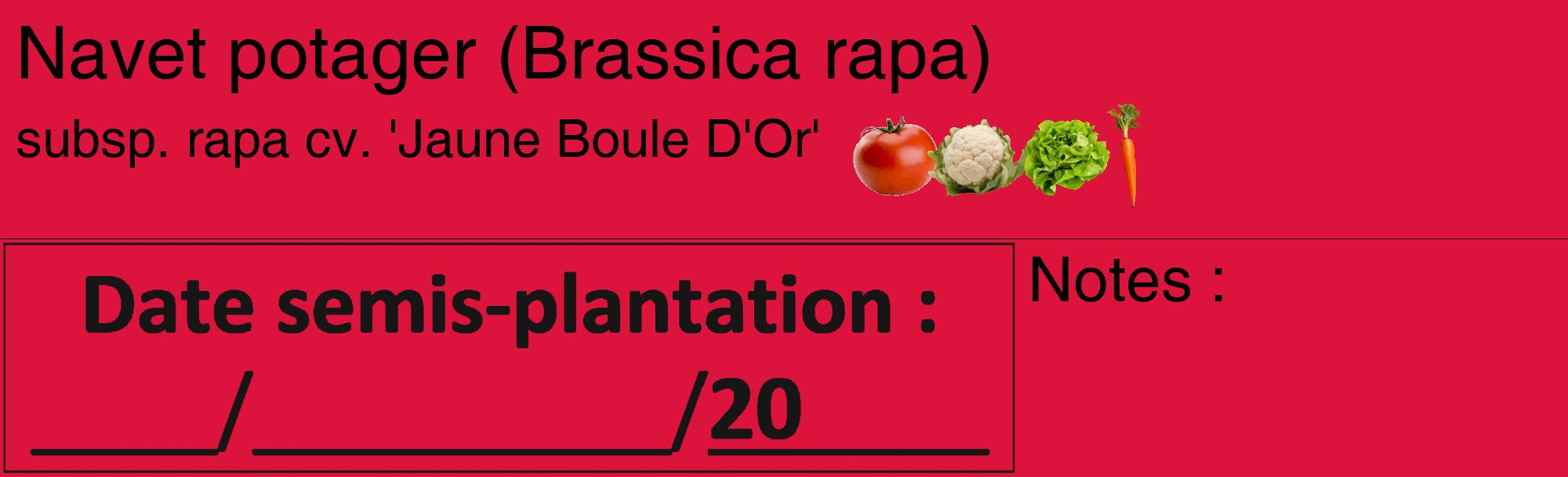 Étiquette de : Brassica rapa subsp. rapa cv. 'Jaune Boule D'Or' - format c - style noire36_basique_basiquehel avec comestibilité simplifiée