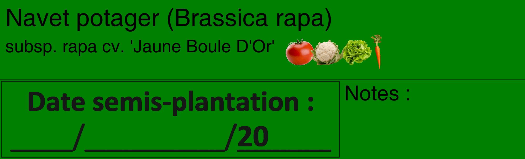 Étiquette de : Brassica rapa subsp. rapa cv. 'Jaune Boule D'Or' - format c - style noire9_basique_basiquehel avec comestibilité simplifiée